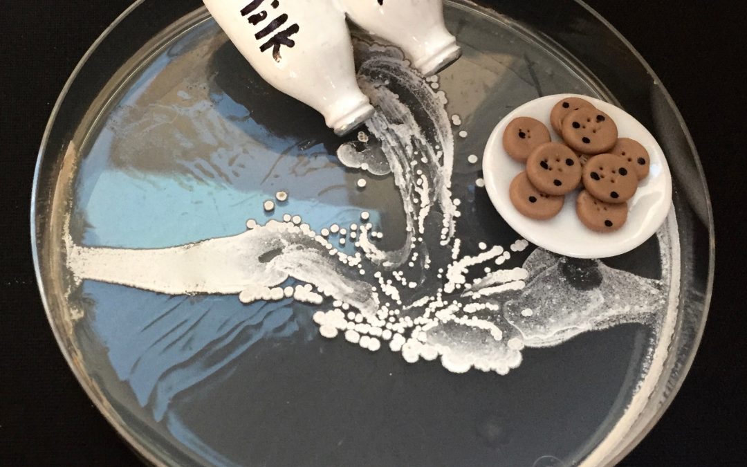 Agar plate that looks like spilled milk and cookies